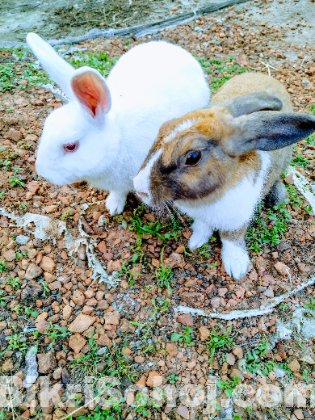 Couple Rabbit